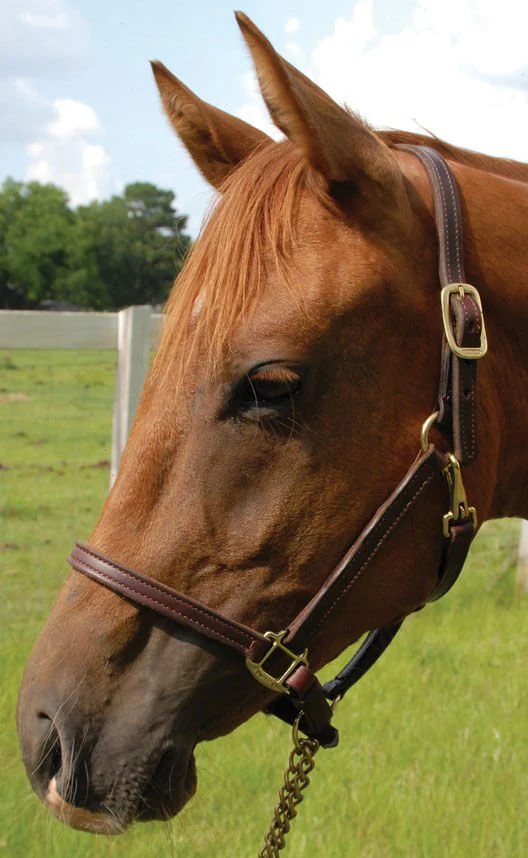 Perri's Leather Horse Halter and Lead - Image 4