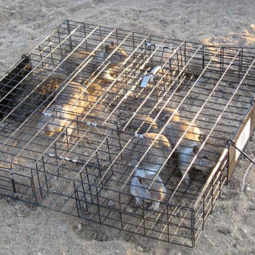 The Squirrelinator Squirrel Trap - Image 15