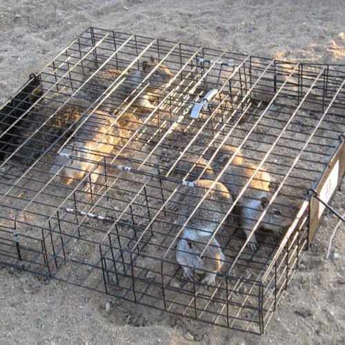 The Squirrelinator Squirrel Trap - Image 3