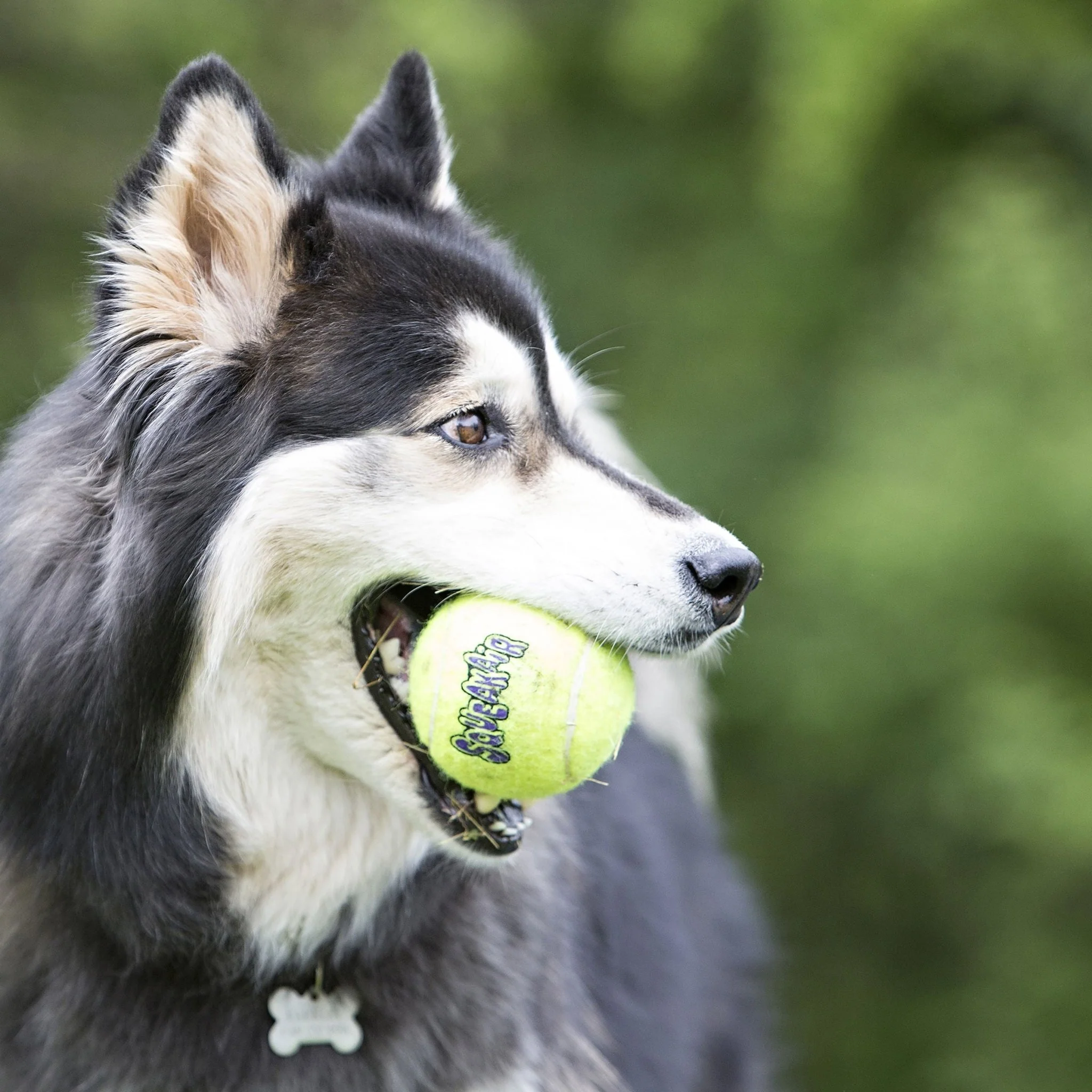 KONG SqueakAir® Ball – Durable Squeaker Tennis Ball Dog Toy for Fetch & Play - Image 5