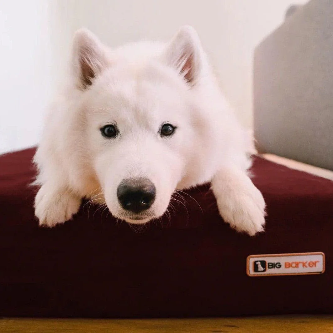 Big Barker Original Sleek Dog Bed, 7" Thick – Orthopedic Foam for Large & Giant Dogs - Image 17