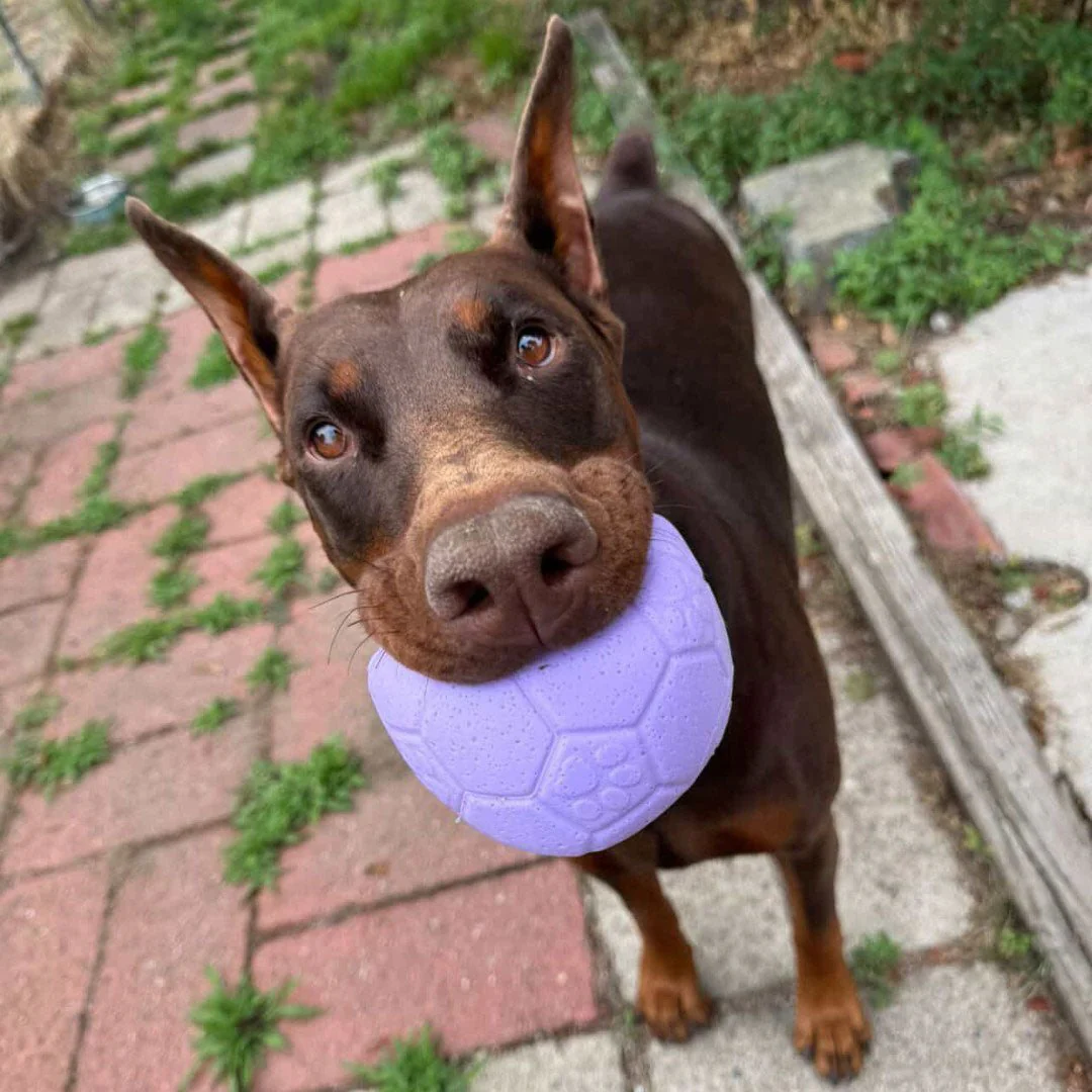 Jolly Soccer Ball for Dogs – Durable, Floating, Puncture-Resistant, Fetch Toy, Made in USA - Image 14