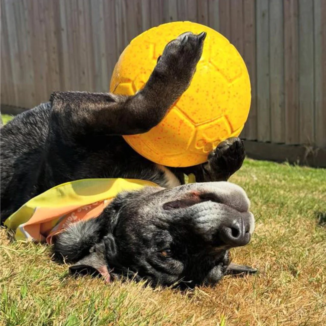 Jolly Soccer Ball for Dogs – Durable, Floating, Puncture-Resistant, Fetch Toy, Made in USA - Image 20