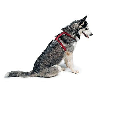 Coastal Pet Adjustable Nylon Dog Harness - Image 2