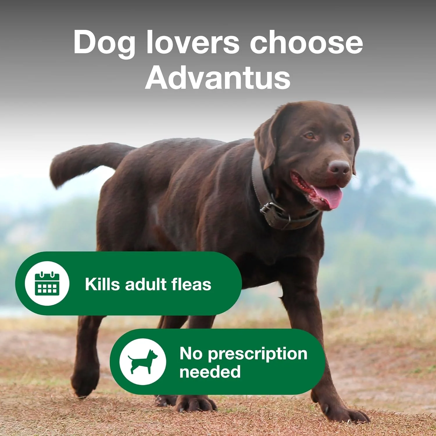 Advantus (imidacloprid) Oral Flea Treatment Soft Chews for Dogs - Image 4