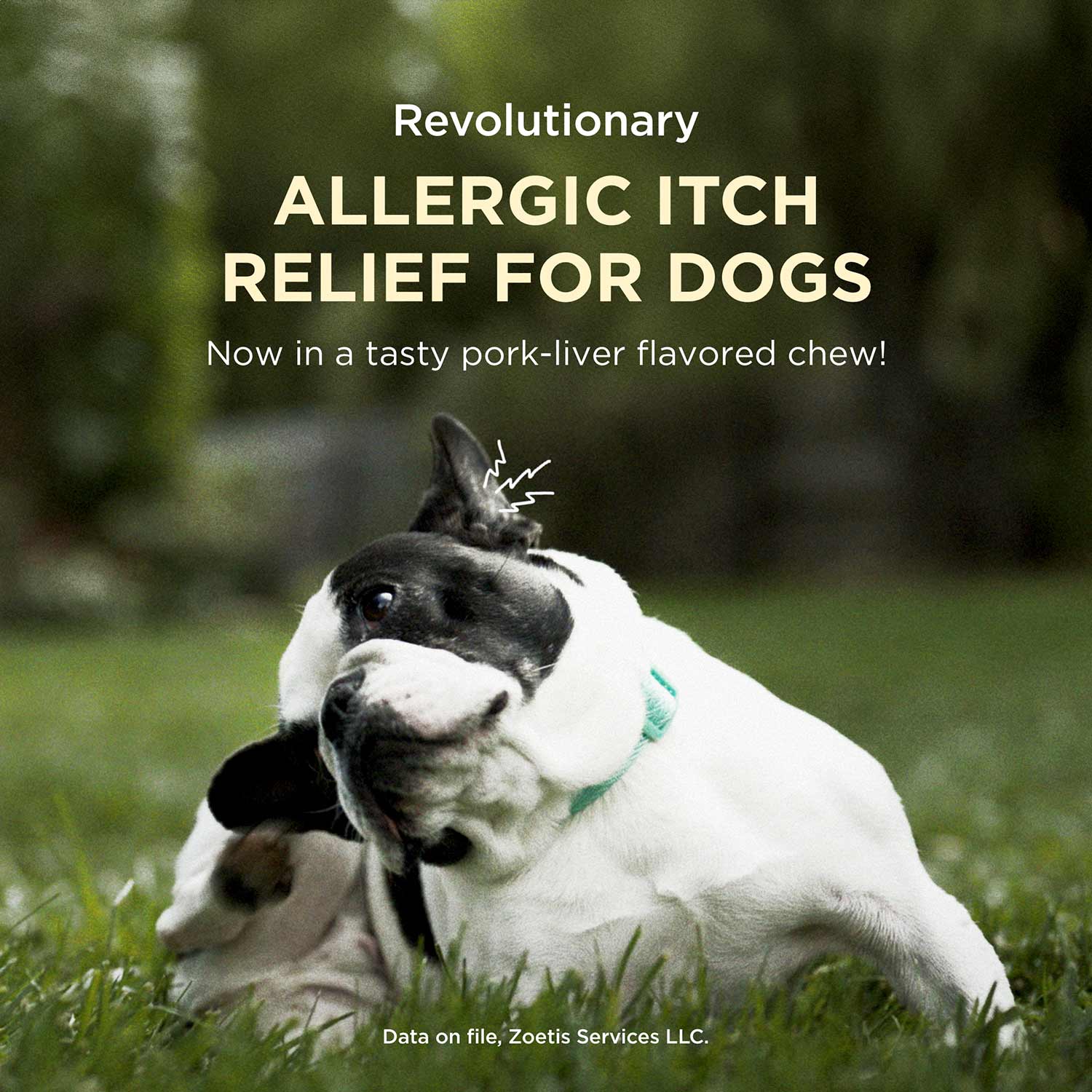 Rx Apoquel (oclacitinib) Chewable Tablets for Dogs - Image 6