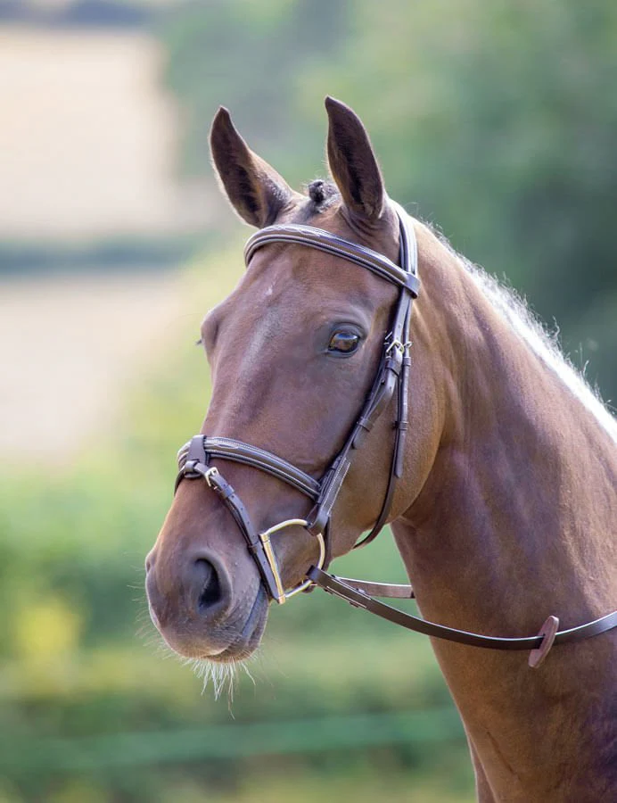 Shires Avignon Portland Bridle, Havana - Image 2