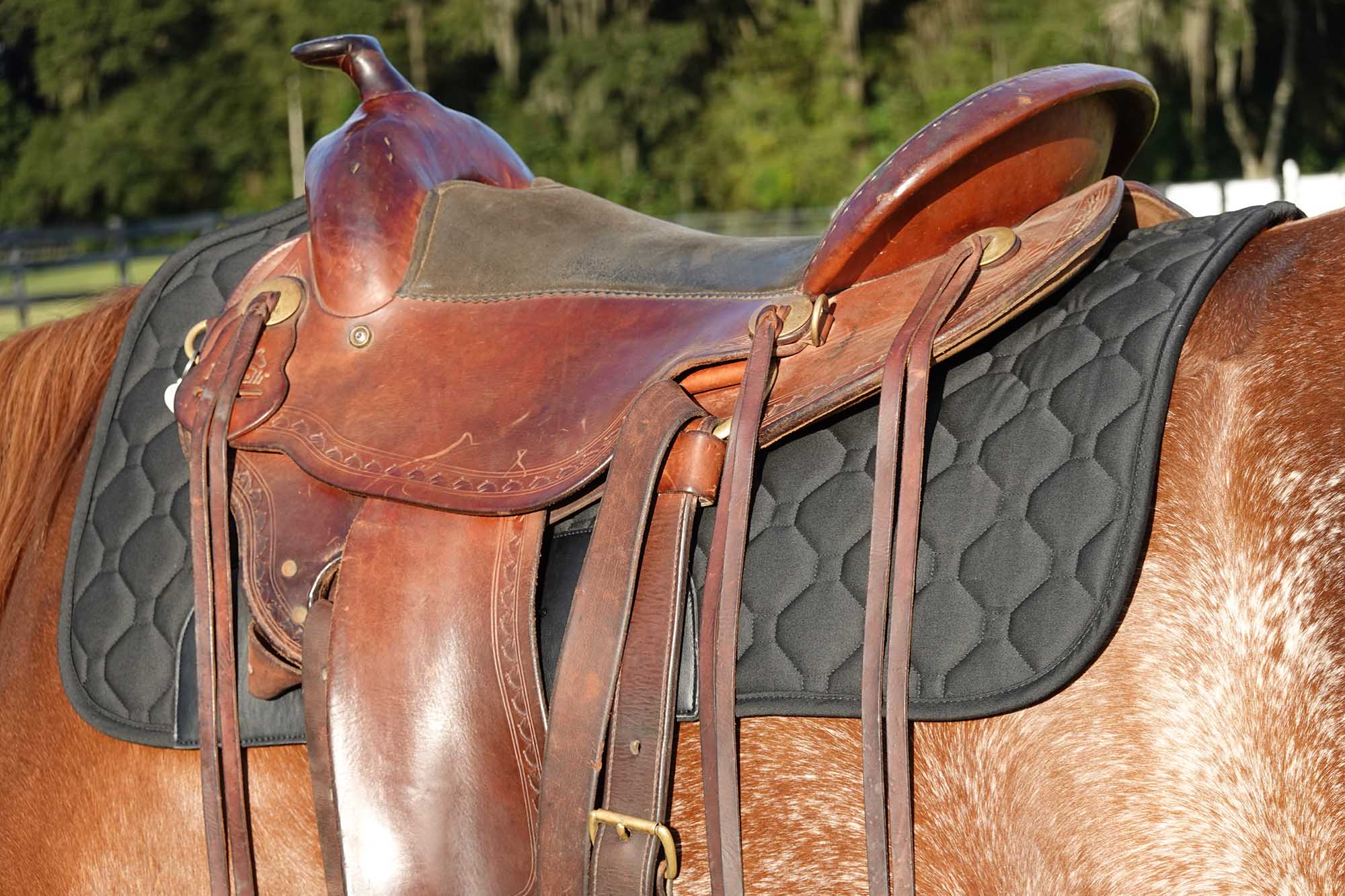 BeneFab Therapeutic Western Saddle Pad, One Size, Black - Image 2