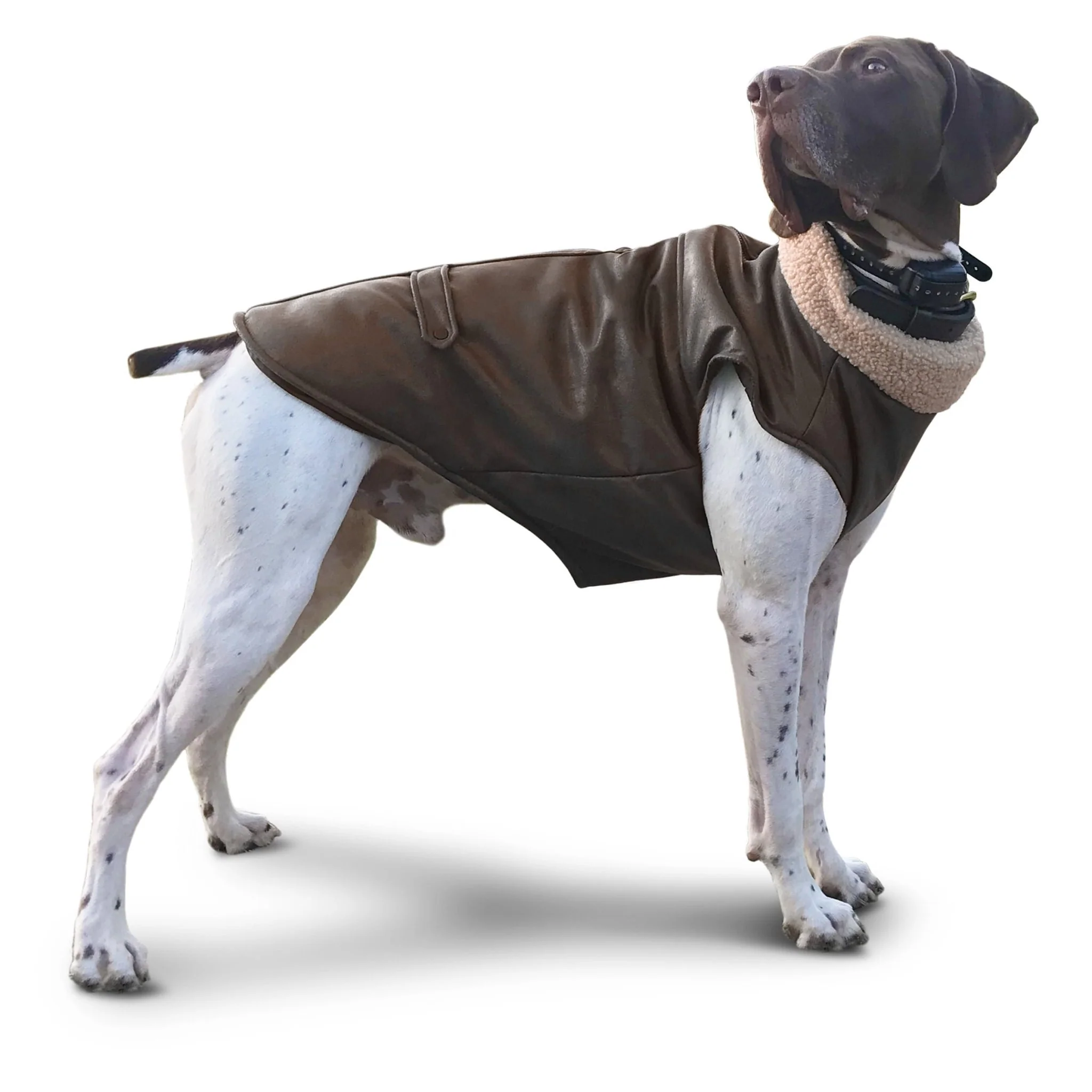 Bomber Dog Jacket by Fashion Pet - Image 18