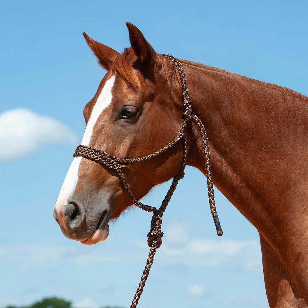 Braided Mule Tape Halter with 9' Lead - Image 4