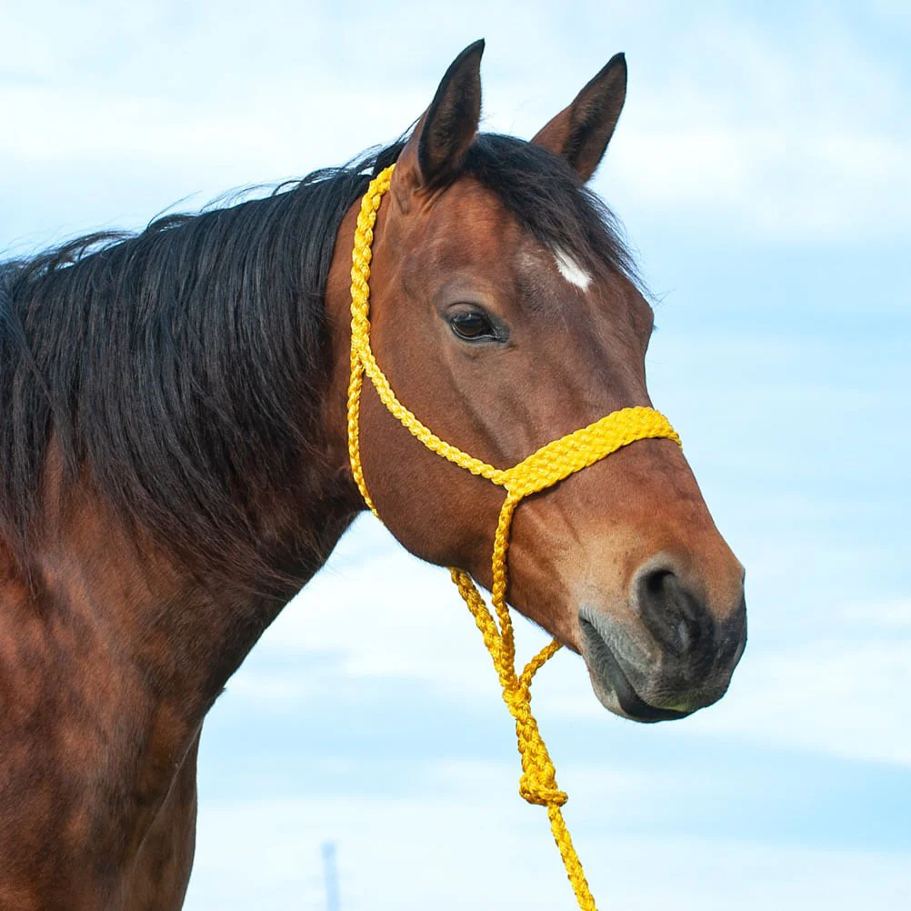 Braided Mule Tape Halter with 9' Lead - Image 6