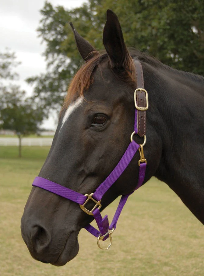 Perri's Breakaway Adjustable Nylon Horse Halter