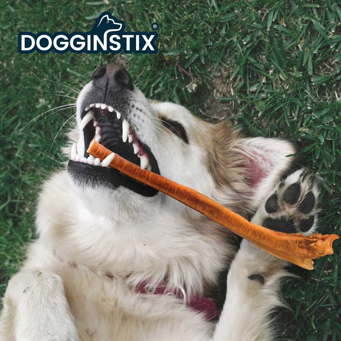 Dogginstix Bully Stick Dog Chew, All-Natural, Grass-Fed Beef, Odor-Free - Image 8