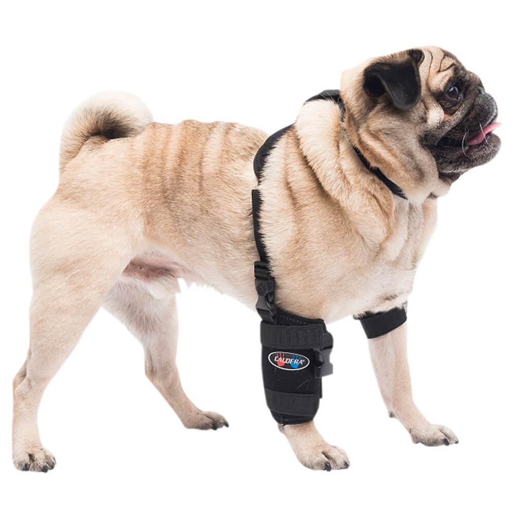 Caldera Pet Universal Therapy Carpal/Elbow Wrap with Therapy Gel