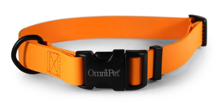 Carnival Dog Collars - Image 3