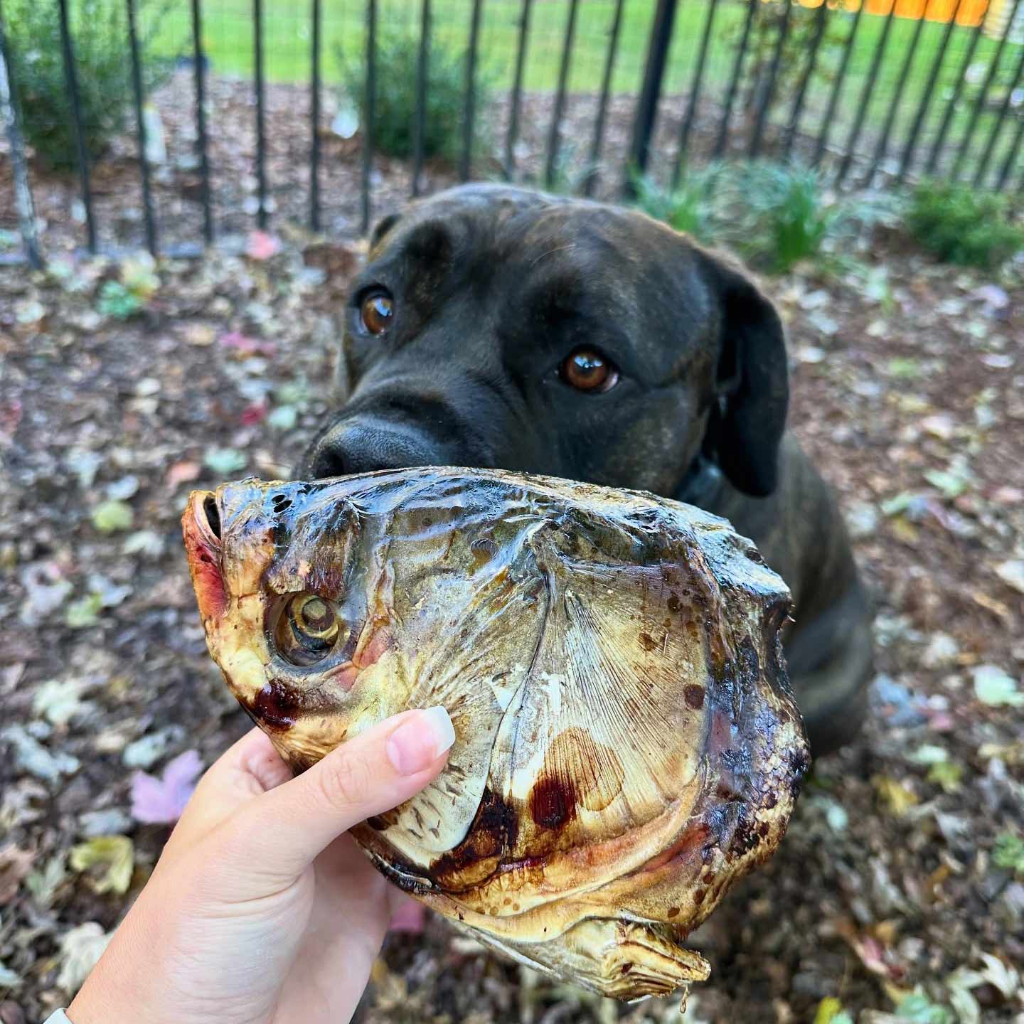 Gaines Natural Carp Head Dog Chew – Long-Lasting, High-Protein Fish Treat - Image 3