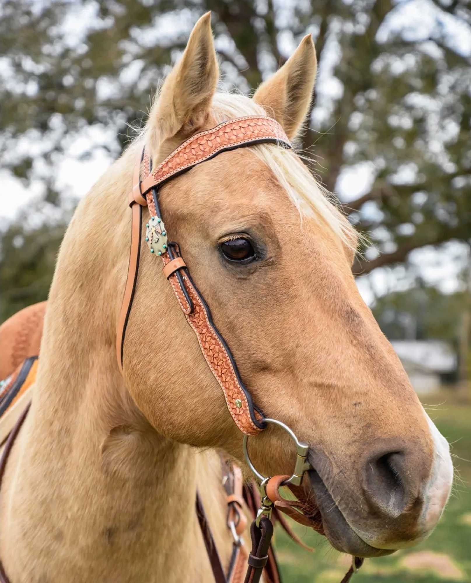 Circle Y Windsor Browband Headstall, Full - Image 4