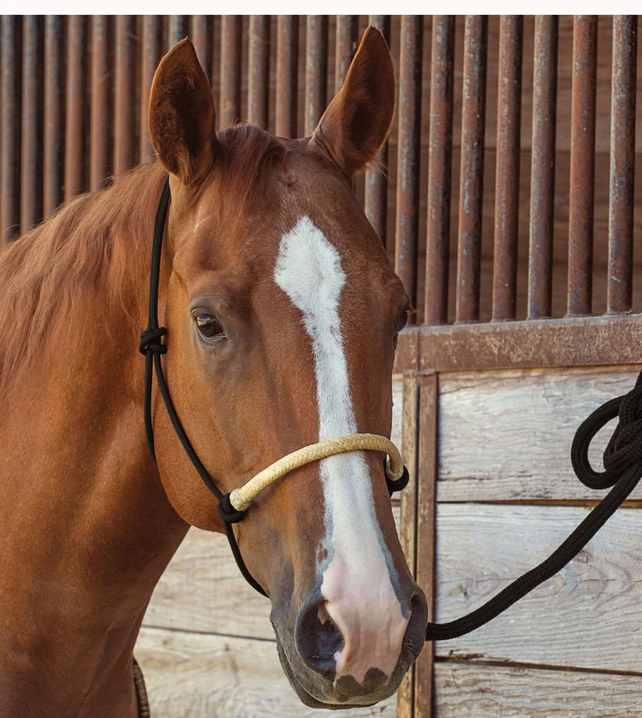 Classic Equine Braided Rawhide Nylon Rope Halter - Image 12