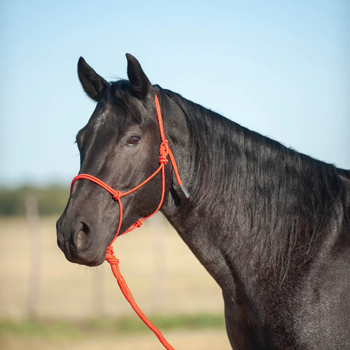 Classic Equine Econo Rope Halter with 8' Leadrope - Image 2