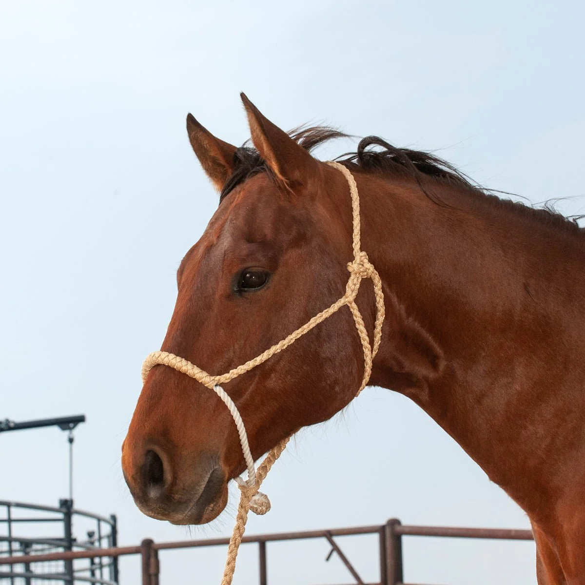 Classic Lariat Rope Nose Halter with Lead - Image 5