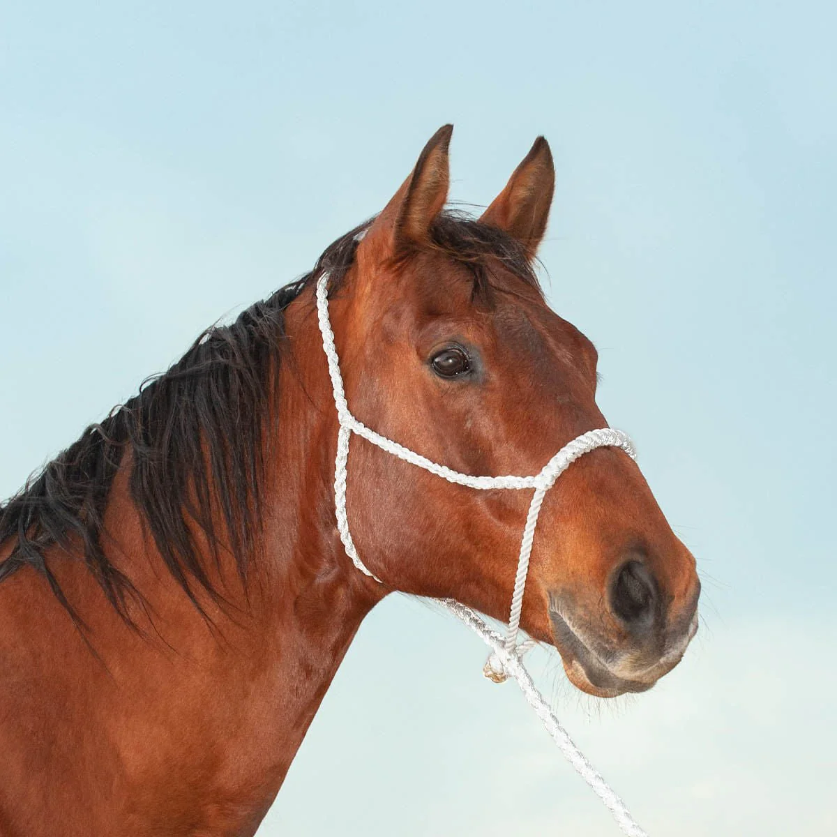Classic Lariat Rope Nose Halter with Lead - Image 7