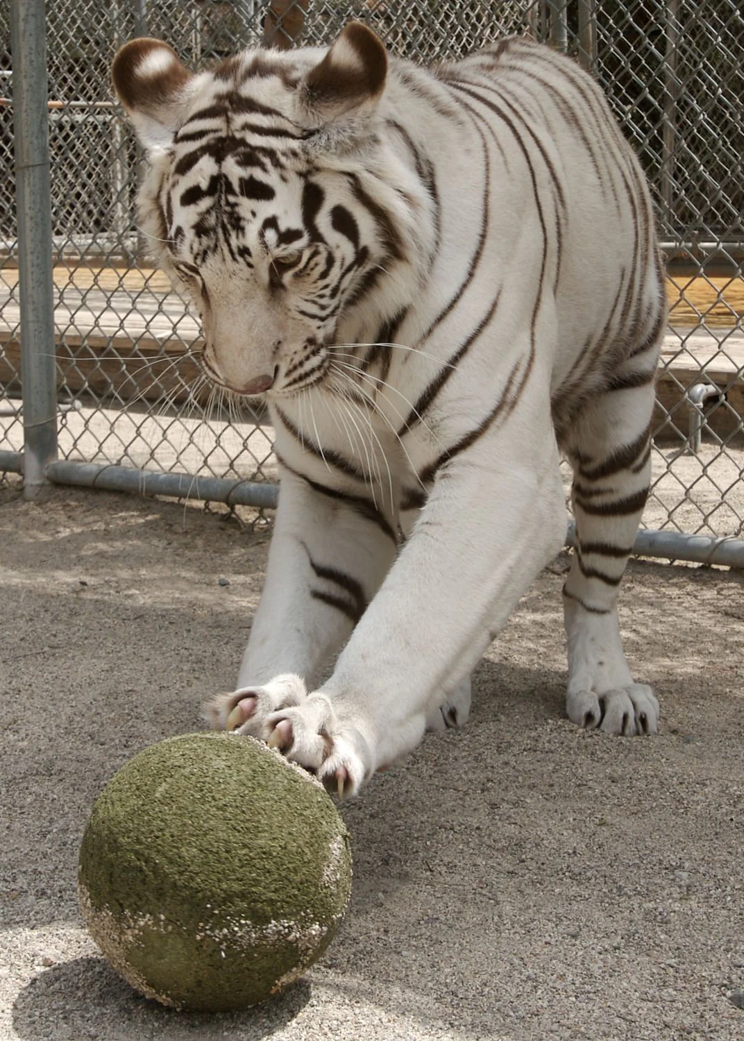 Clawbreakers - Image 3