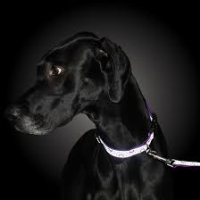 Coastal Pet Lazer Brite Dog Leash, 6' x 1" - Image 3