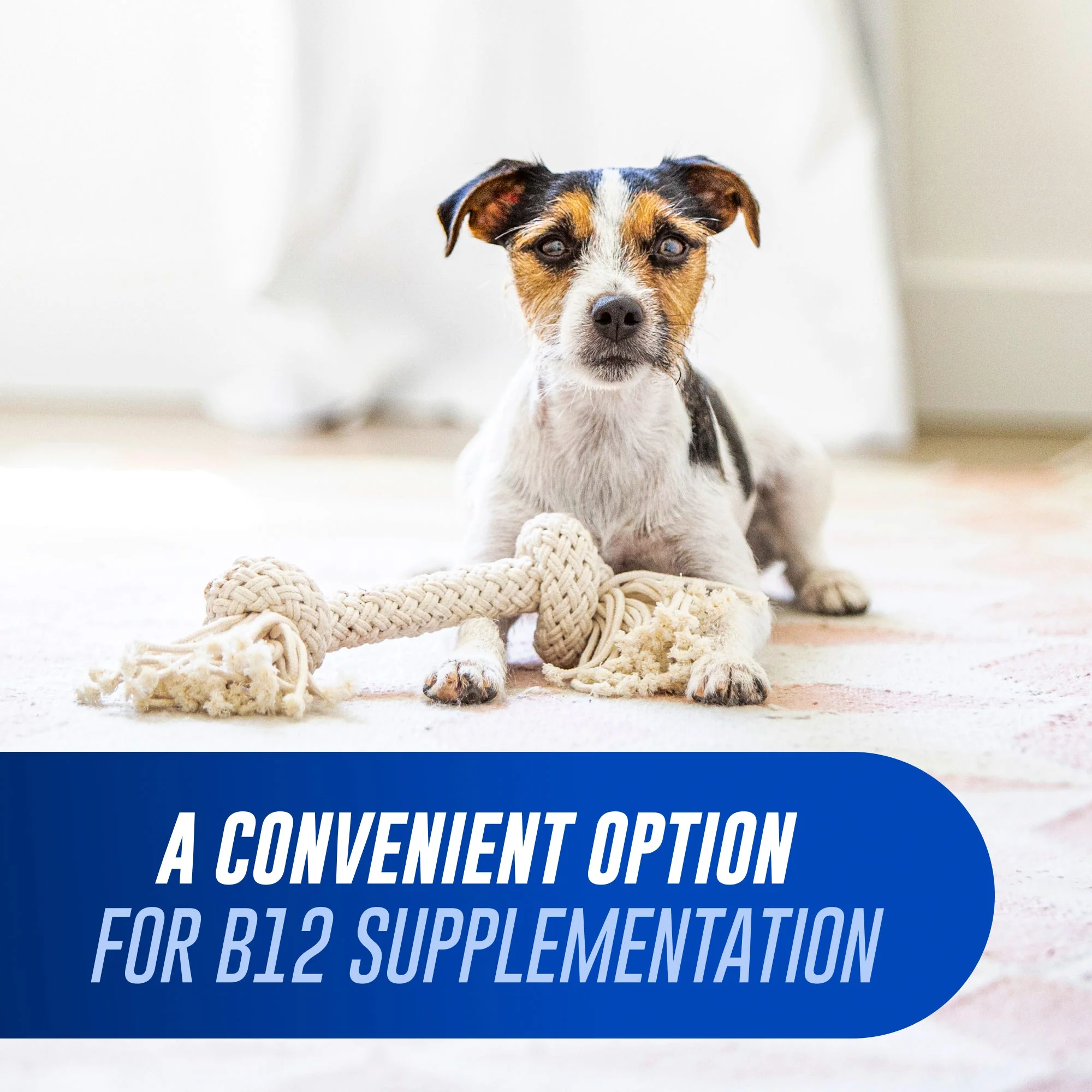 Nutramax Cobalequin B12 Supplement for Cats & Dogs - Image 6