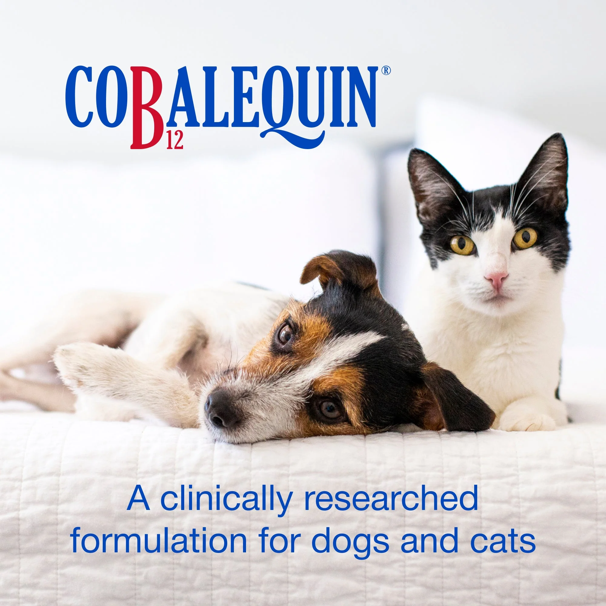 Nutramax Cobalequin B12 Supplement for Cats & Dogs - Image 7