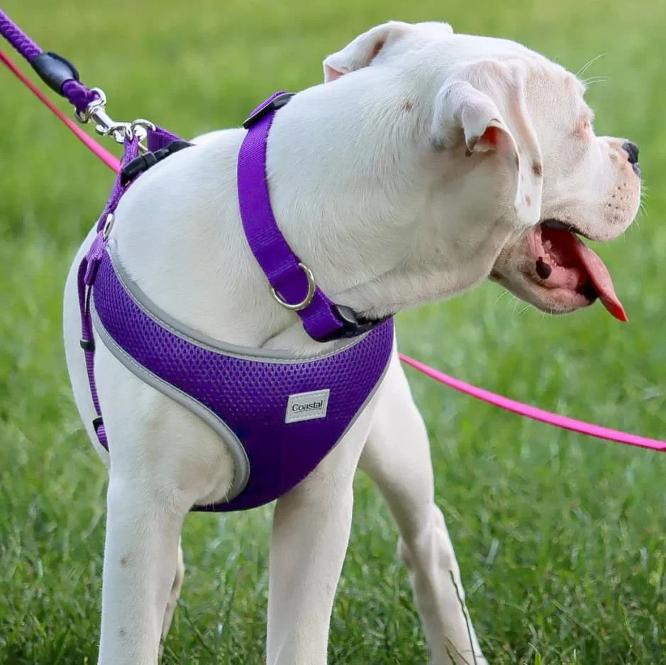 Comfort Soft Reflective Wrap Adjustable Dog Harness - Image 23