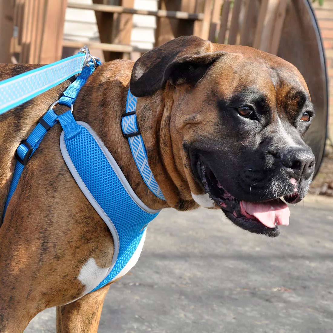 Comfort Soft Reflective Wrap Adjustable Dog Harness - Image 5
