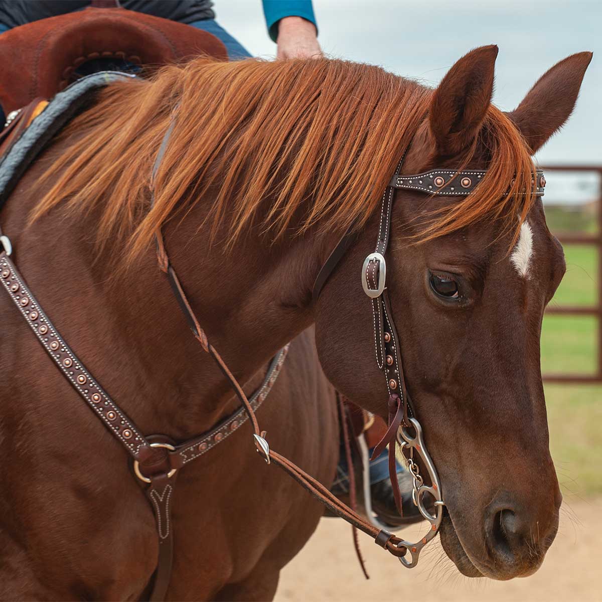 Classic Equine Copper Dot Browband Headstall - Image 2