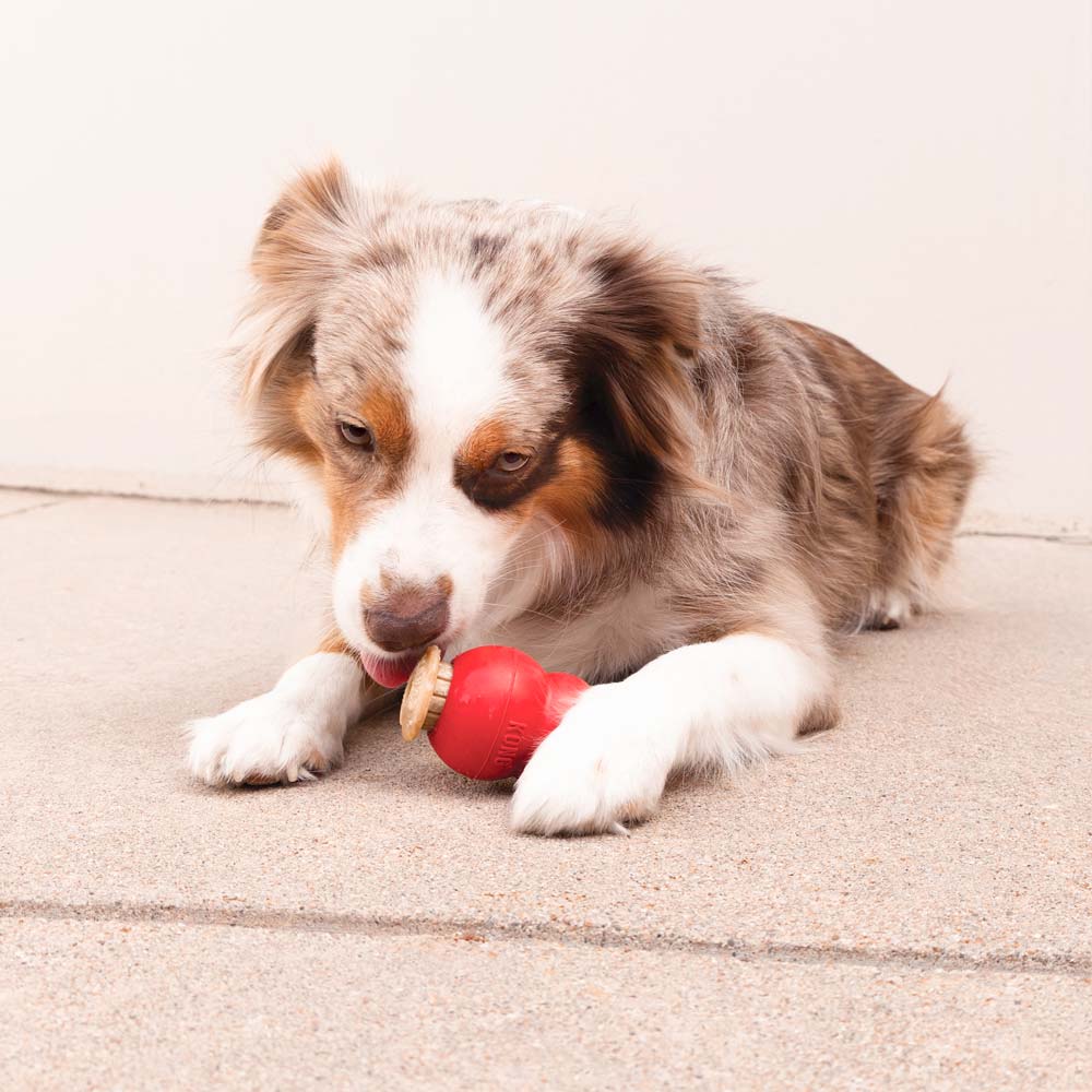 KONG Corkz Lickable Toppers for Dogs – Chicken Flavor, Fits Small, Medium & Large KONGs - Image 8