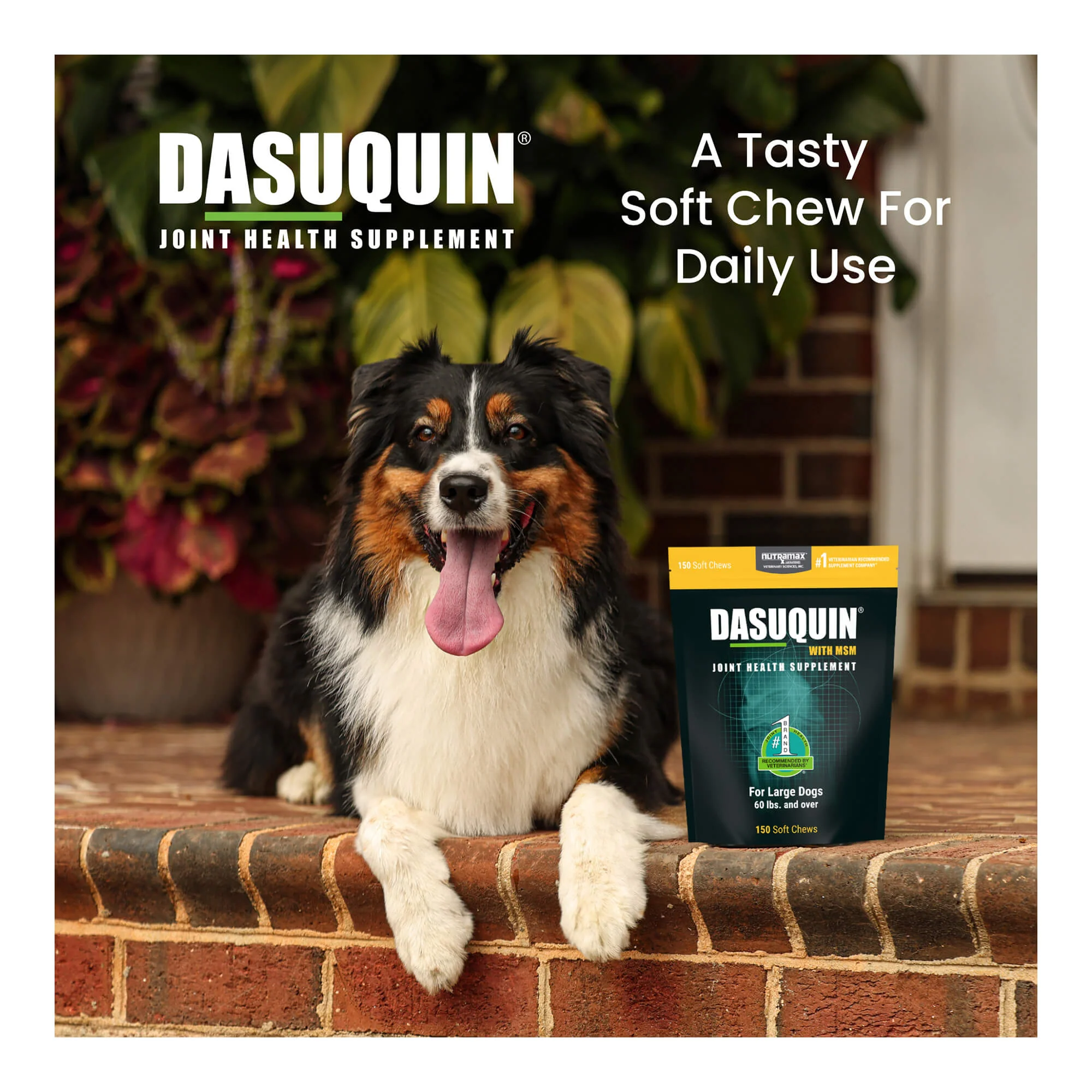 Nutramax Dasuquin for Dogs, Joint Health Supplement, Glucosamine, Chondroitin, ASU, MSM and More, Supports Healthy Joints, Soft Chews - Image 14