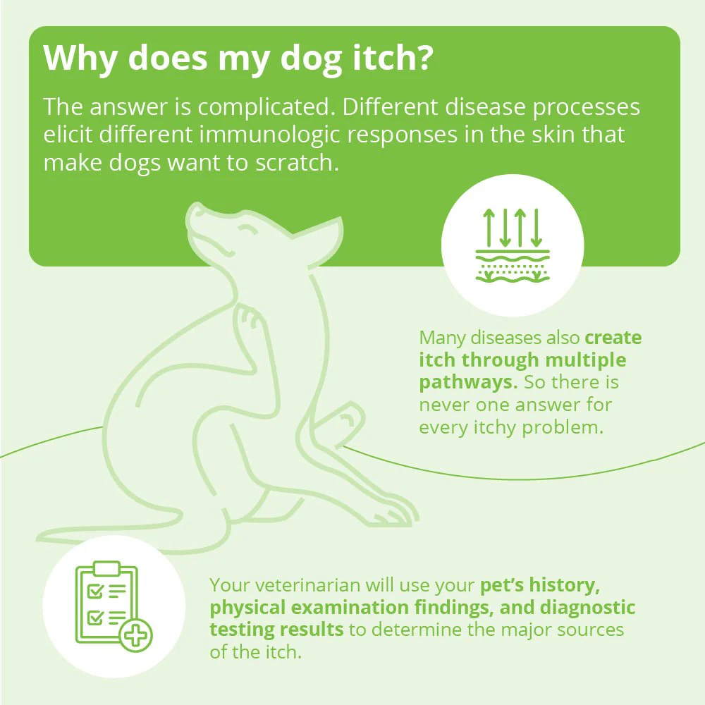 DermAllay Oatmeal Spray Conditioner – Anti-Itch, Leave-On Skin Relief for Dogs, Cats & Horses - Image 6