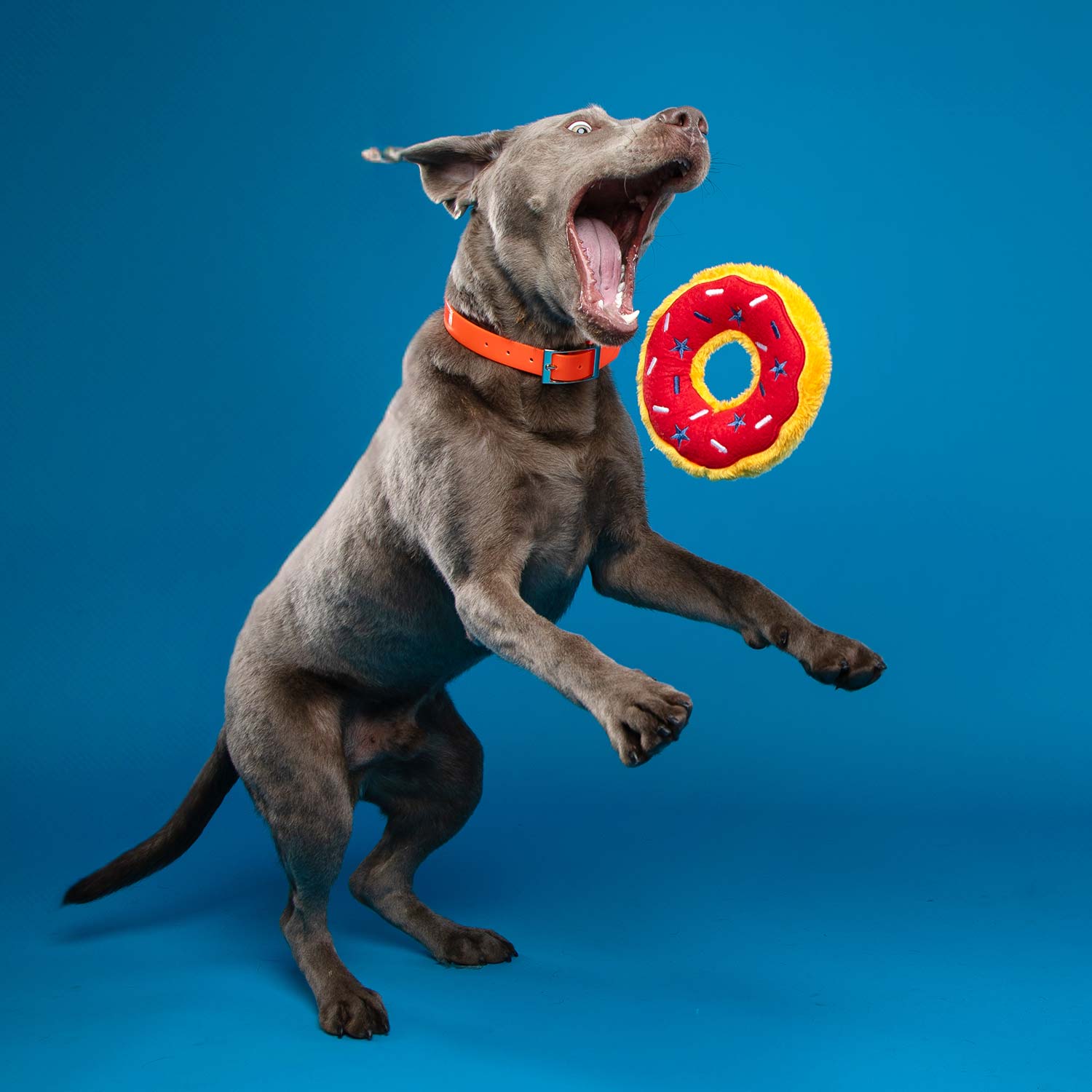 ZippyPaws Donutz Squeaky Plush Dog Toy - Image 12