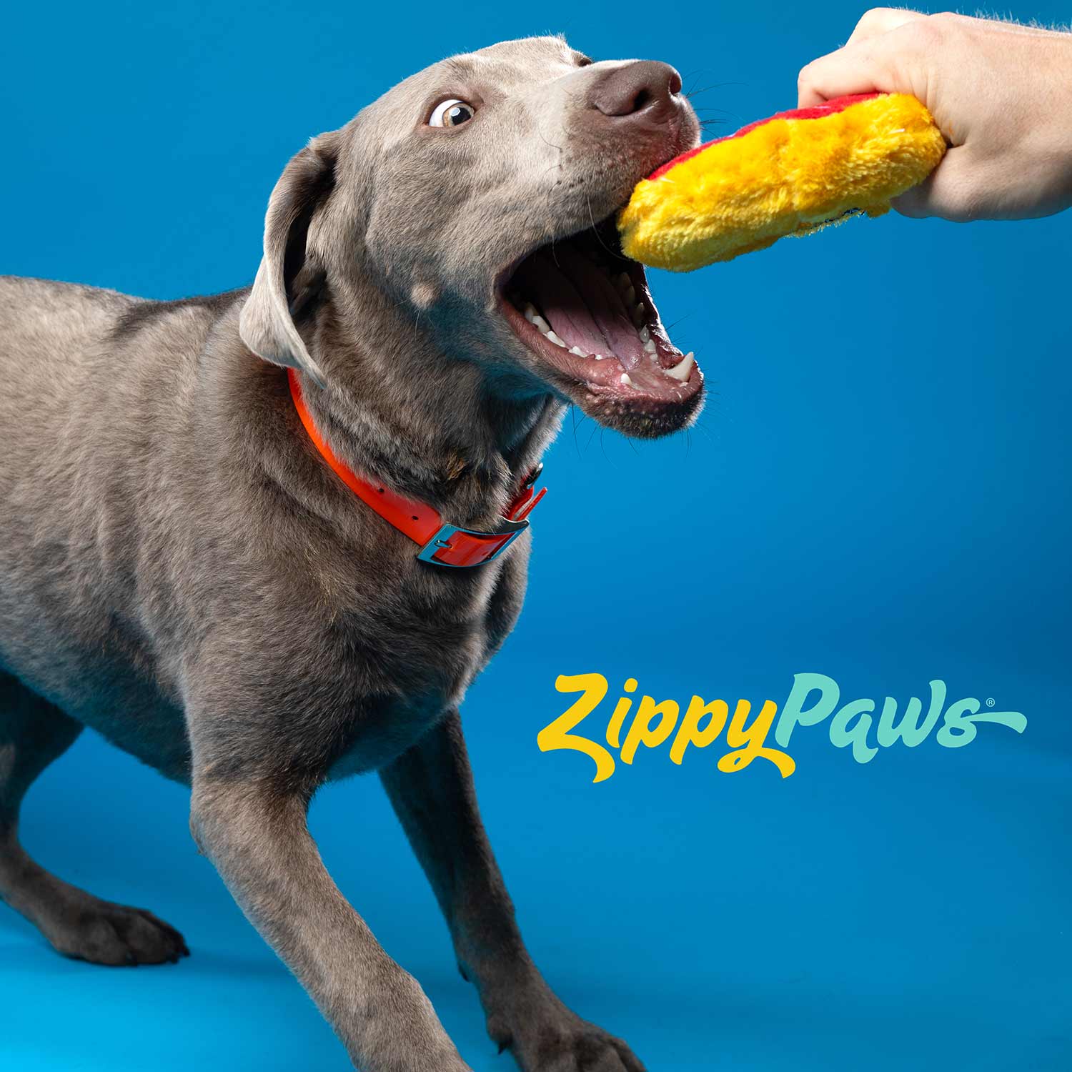ZippyPaws Donutz Squeaky Plush Dog Toy - Image 9