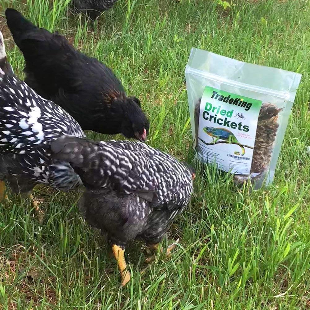Dried Crickets for Reptiles & Chickens, 1/2 lb - Image 3