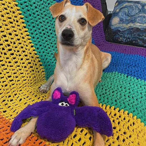Duraplush Purple Bat Dog Toy, Medium - Image 2