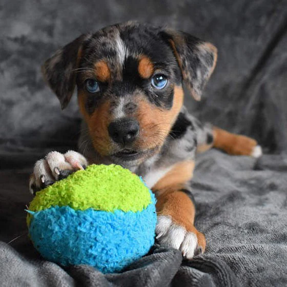 Duraplush FuzzBall Dog Toys - Image 6