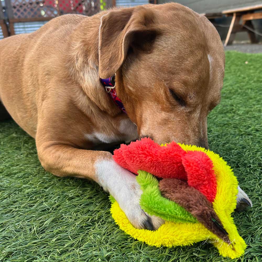 Duraplush Taco Dog Toy, Medium - Image 2