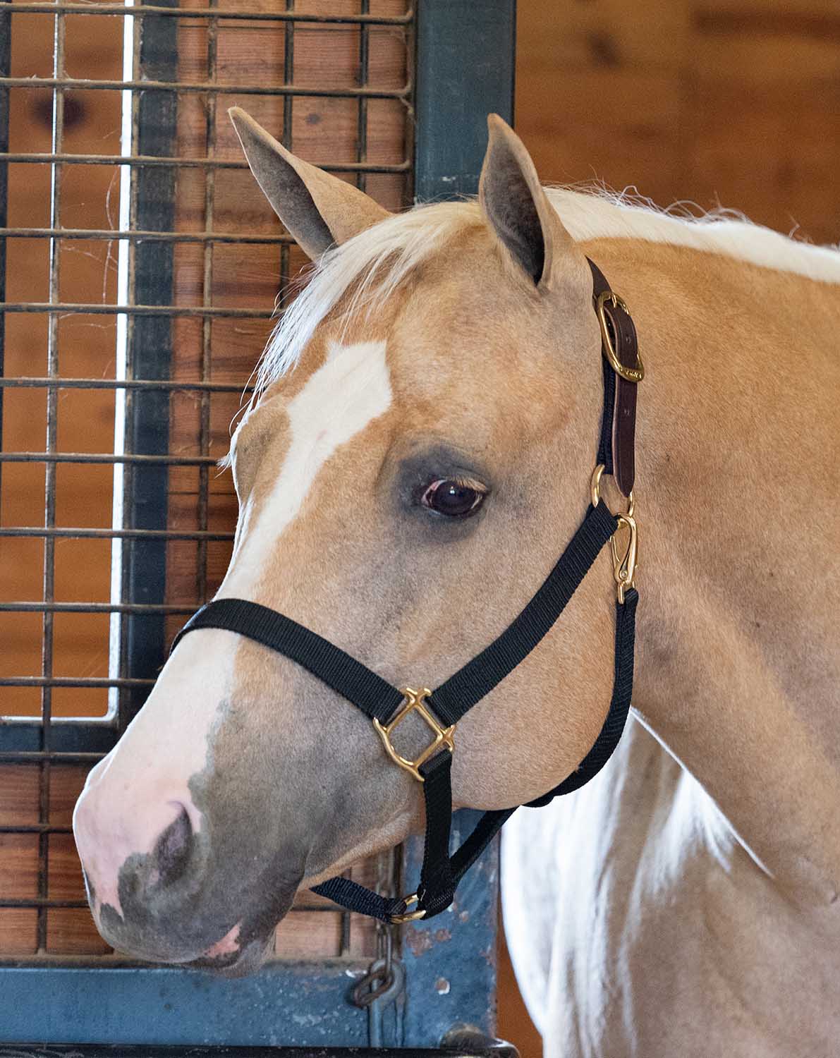 Economy Nylon Safety Horse Halter - Image 38