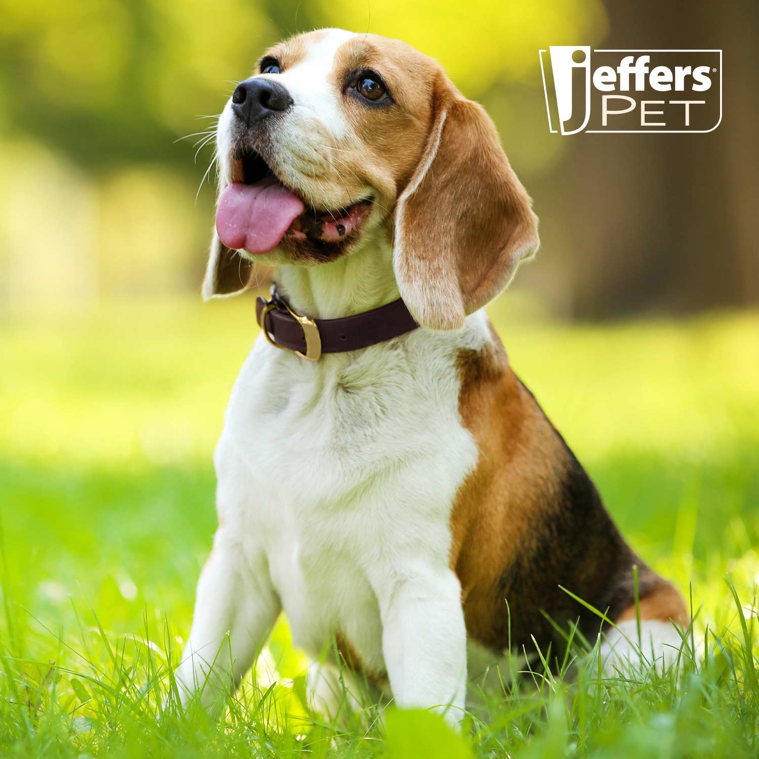 Jeffers Flat Latigo Leather Dog Collar with Brass Hardware - Image 2