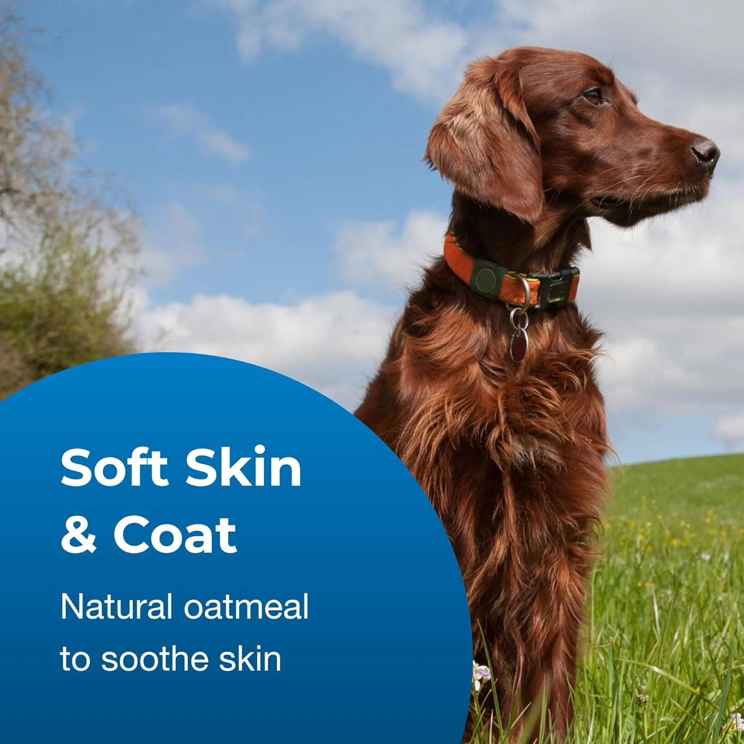 Fresh 'n Clean Oatmeal 'n Baking Soda 10:1 Concentrate Dog Shampoo - Image 4
