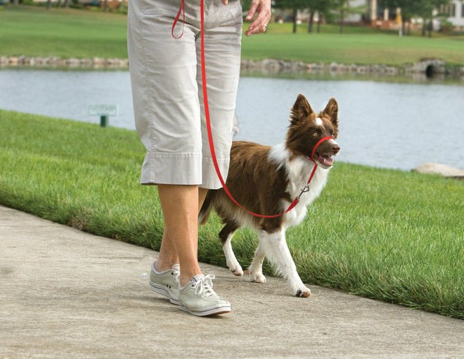 Petsafe Gentle Leader Headcollar for Dogs