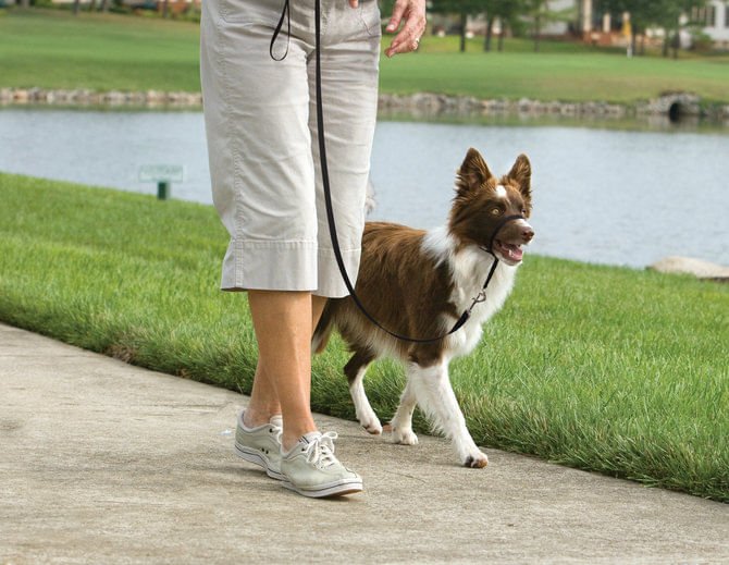 Petsafe Gentle Leader Headcollar for Dogs - Image 5
