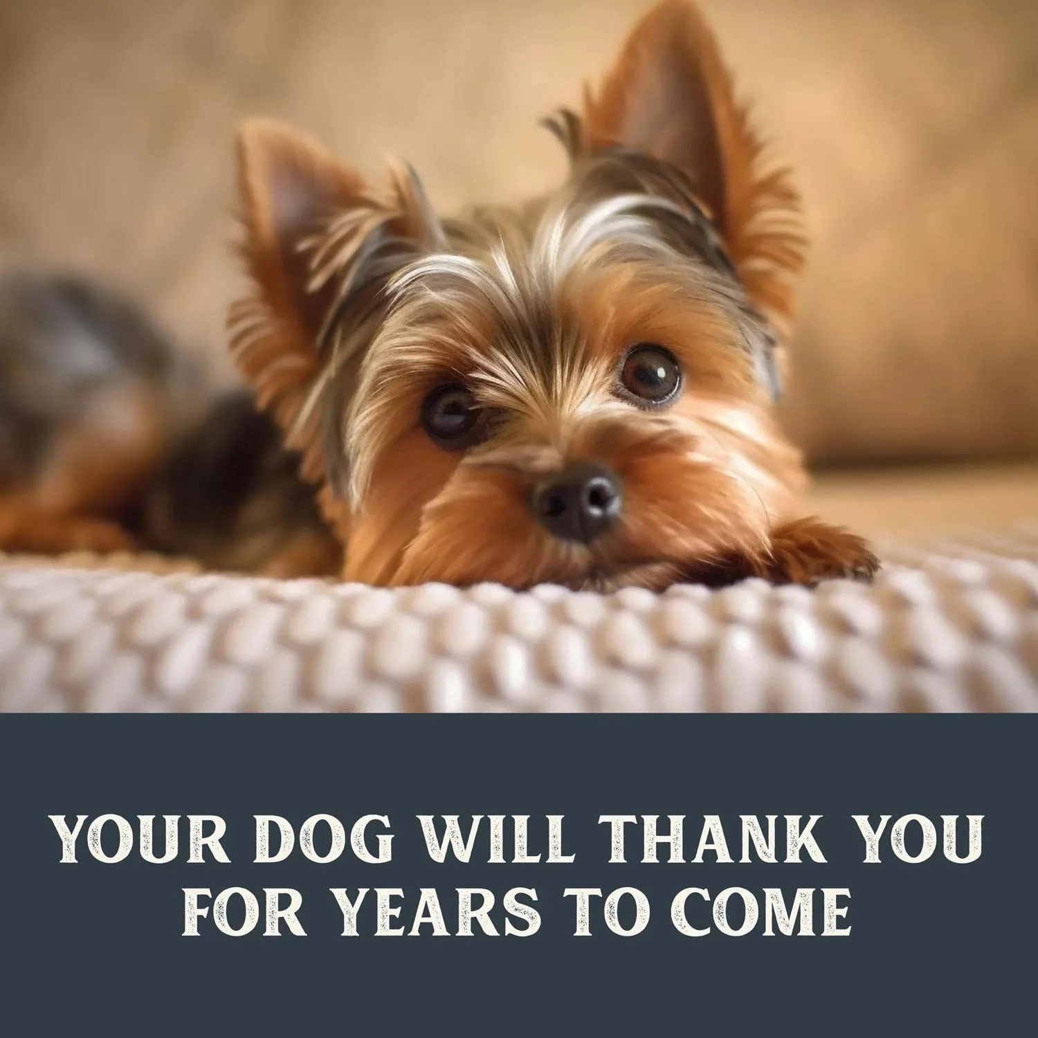Health Extension Grain-Free Dog Food Pouches - Gently Cooked in Bone Broth - Image 6