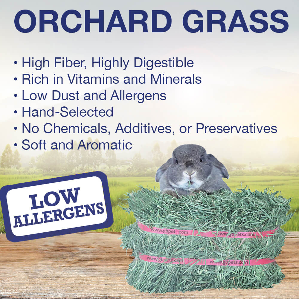 Grandpa's Best Orchard Grass Bale or Loose Boxed Hay for Small Pets - Image 8