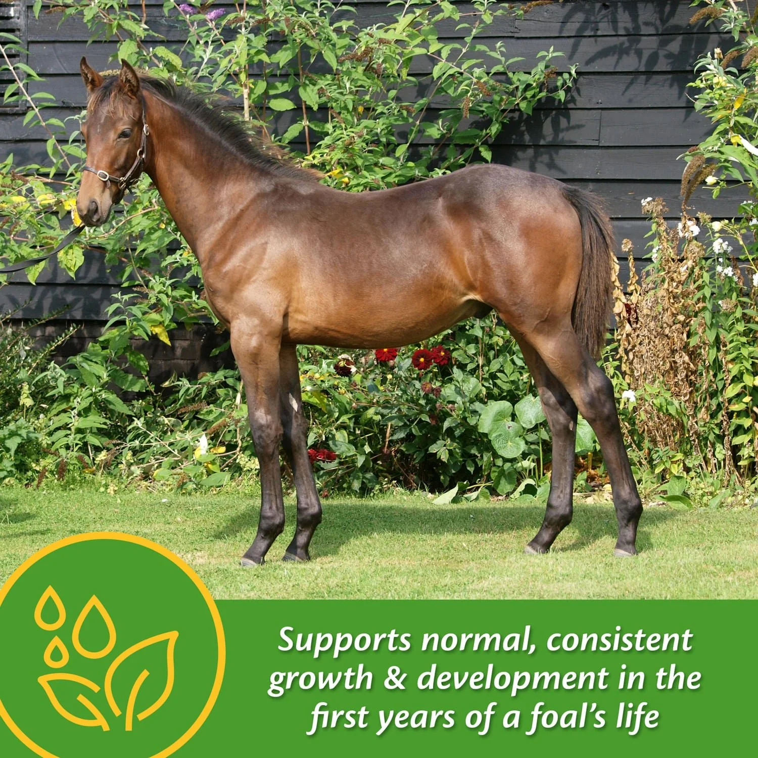 Grow Colt by Farnam - Image 10