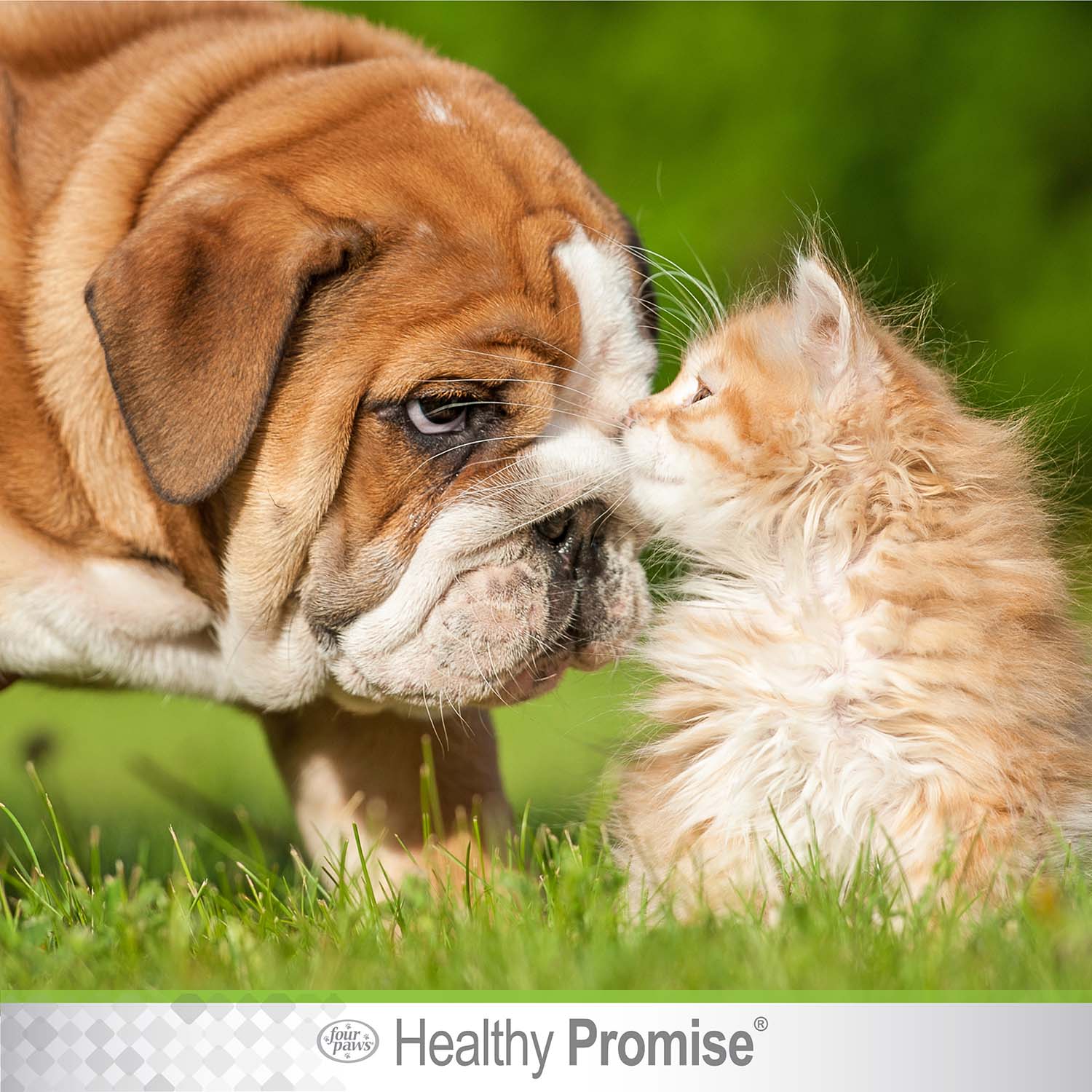 Healthy Promise Cat & Dog Eye Wipes, 35 ct - Image 11